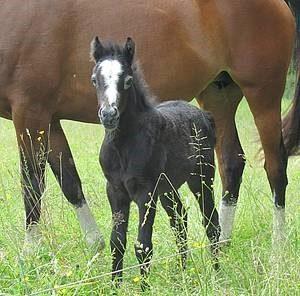 Embryo transfer in equine 3/3