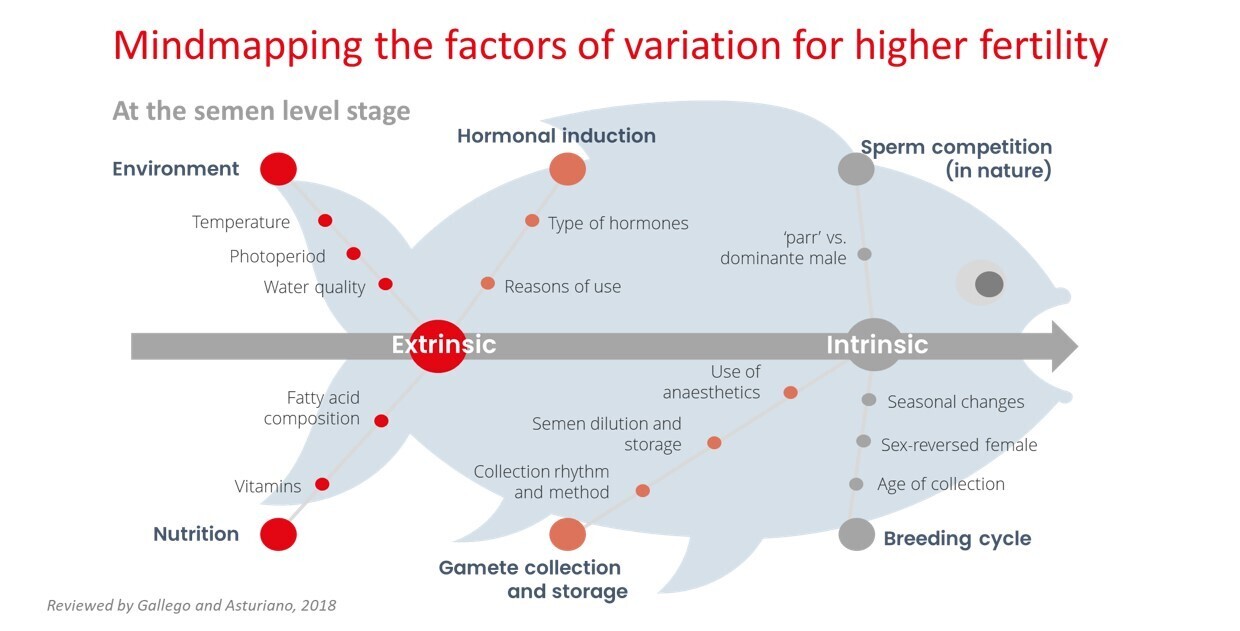 Breaking the ice variation of higher fertility 2