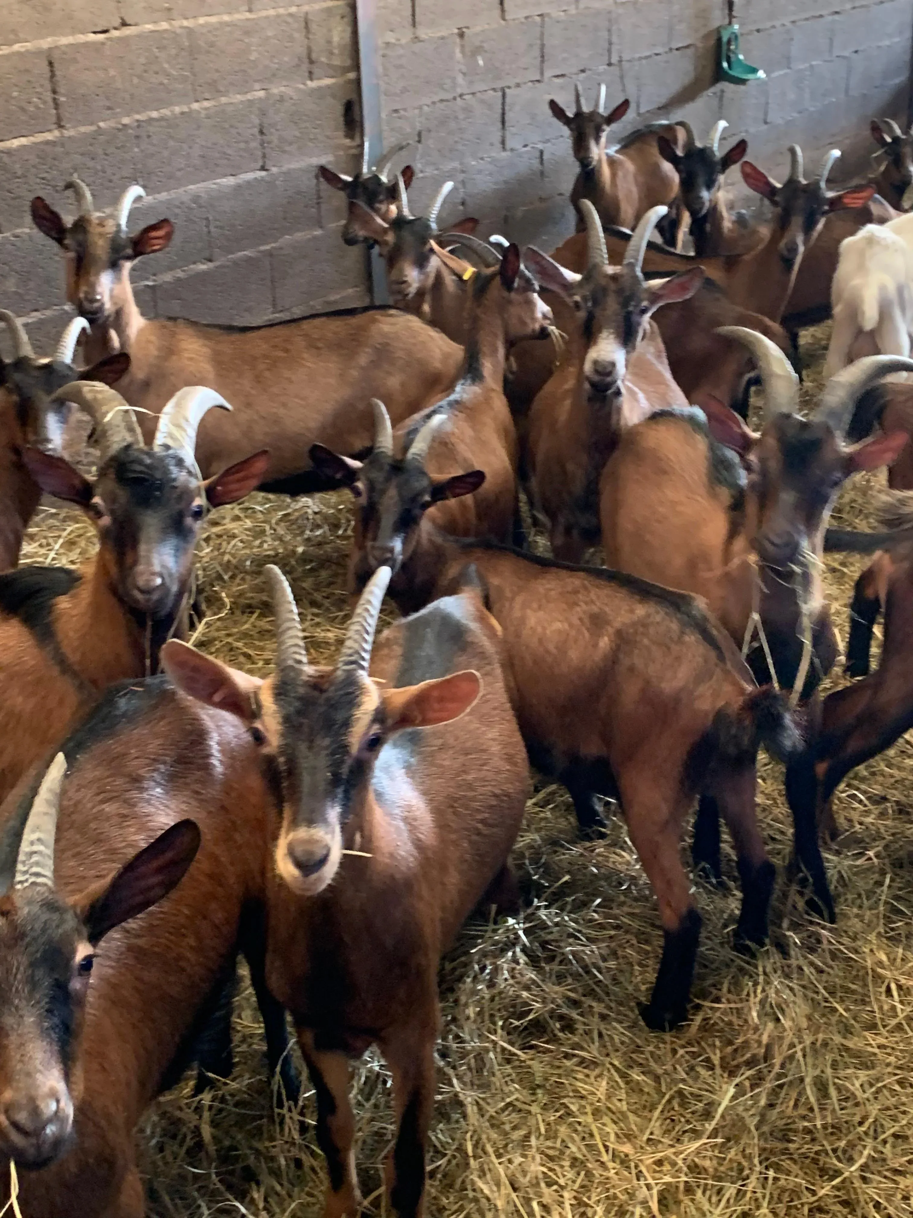 GOAT Farm goats 4 Alpine Goats