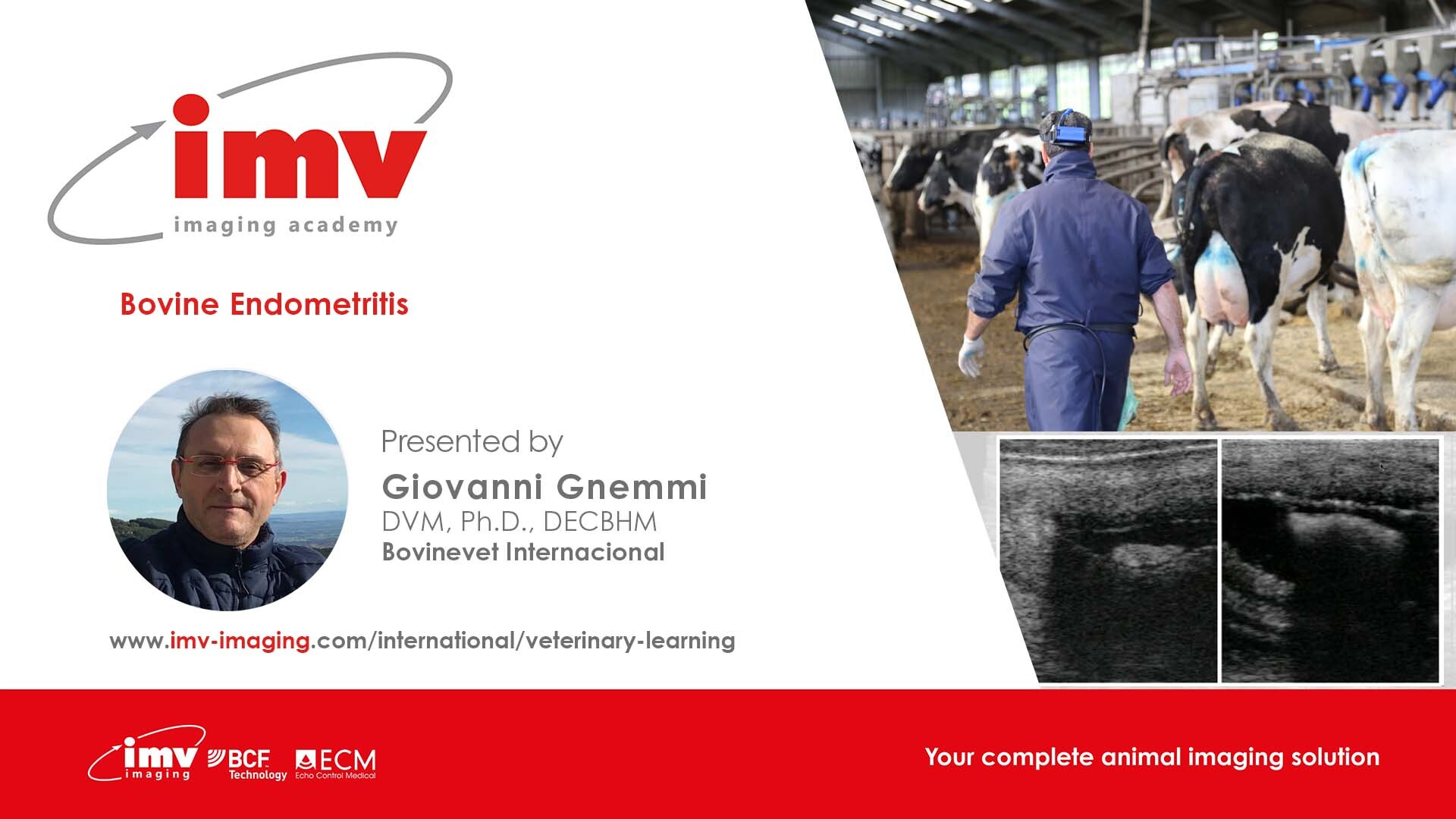 Giovanni G Bovine Endometritis AUG21