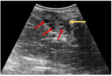 Ultrasonography of the bovine ovary